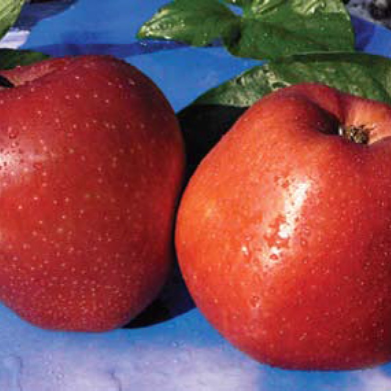 Яблоня Старкримсон