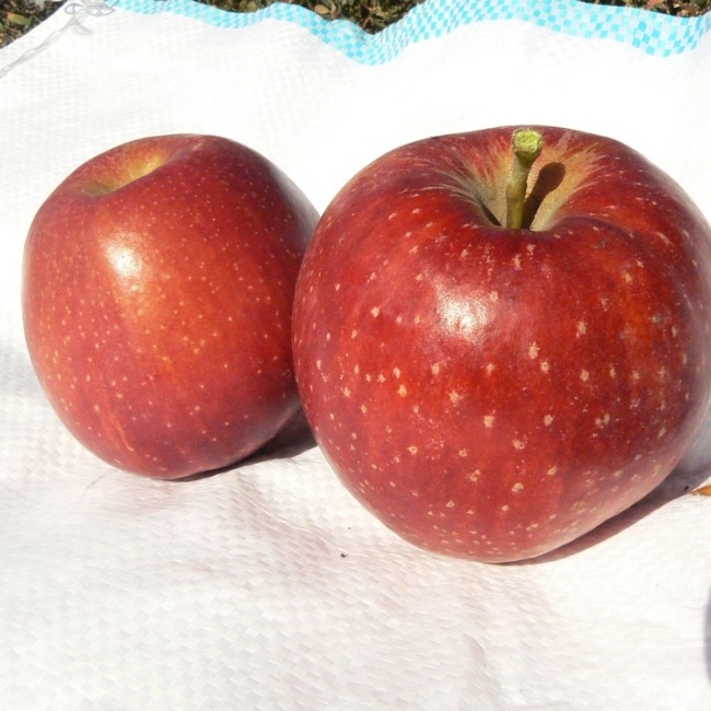 Яблоня Корнелл Ред