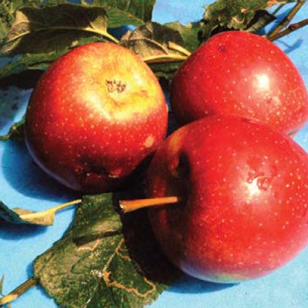 Яблоня Грушовка Верненская