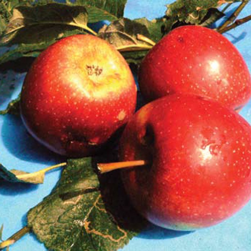 Яблоня Грушовка Верненская