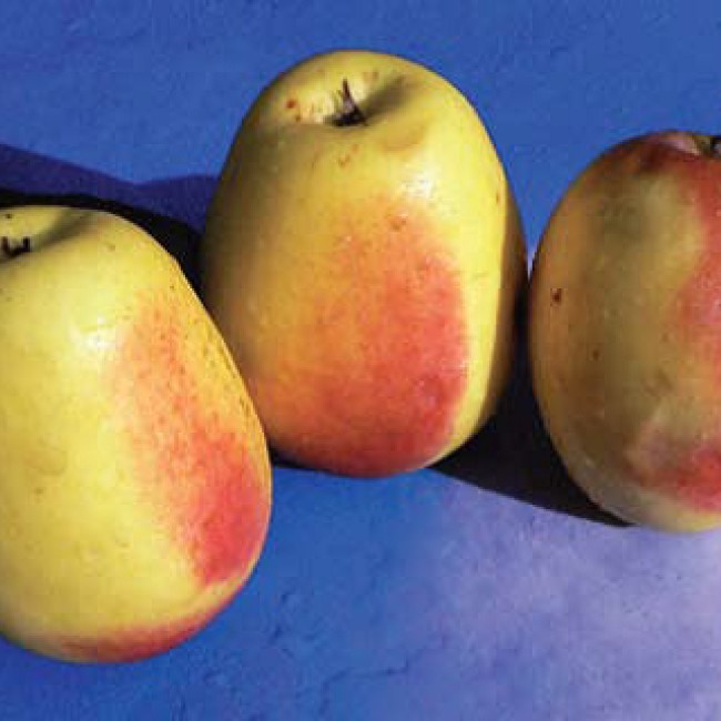 Яблоня Кандиль Синап