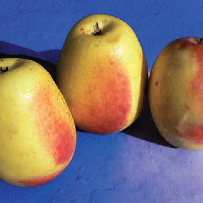 Яблоня Кандиль Синап