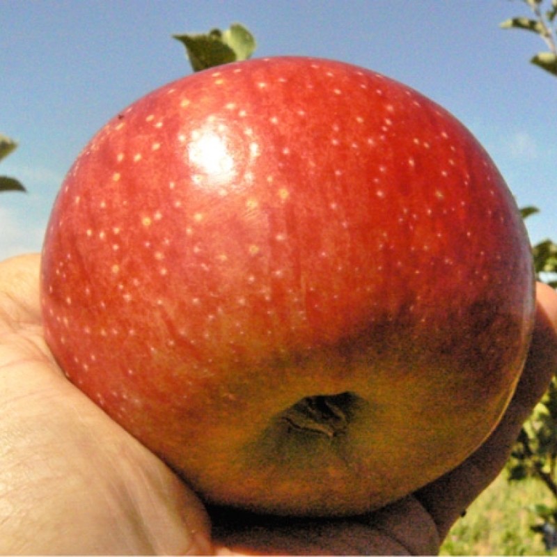 Яблоня Нурпак