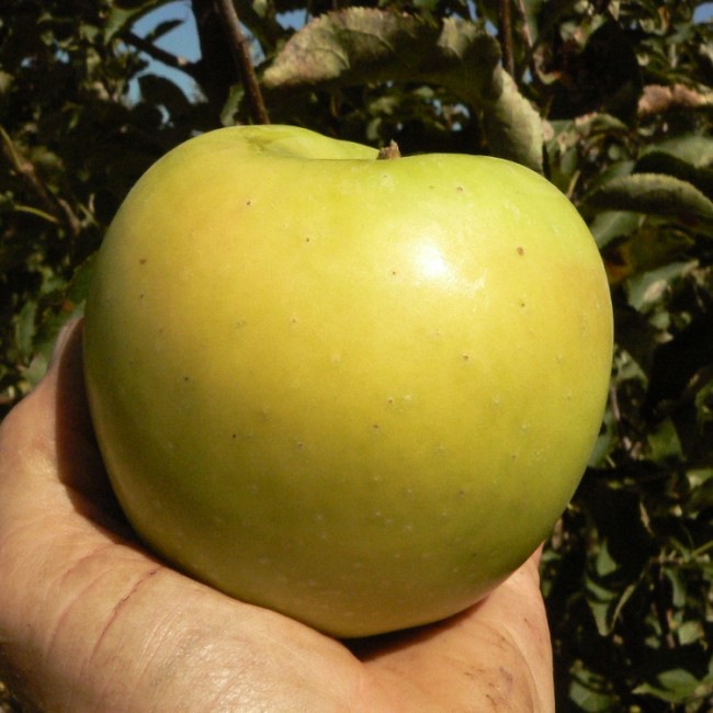 Яблоня Мутсу