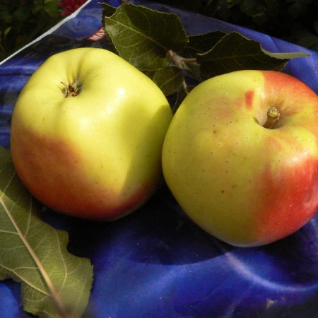 Яблоня Корей