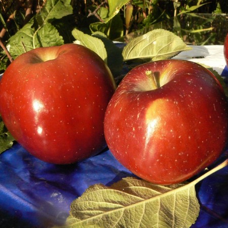 Яблоня Интерпрайз