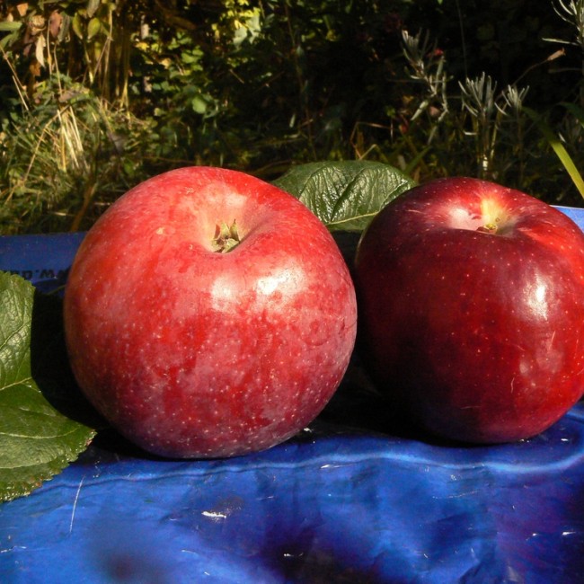 Яблоня Флорина