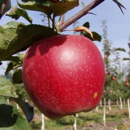 Яблоня Ред Фуджи