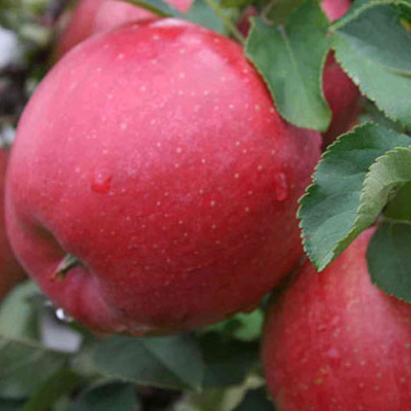 Яблоня Хани Крисп