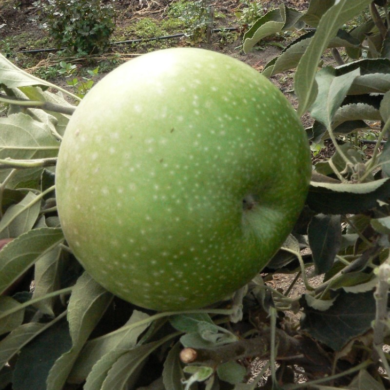 Яблоня Гренни Смит