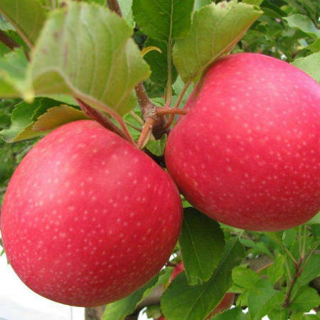 Яблоня Пинк Леди