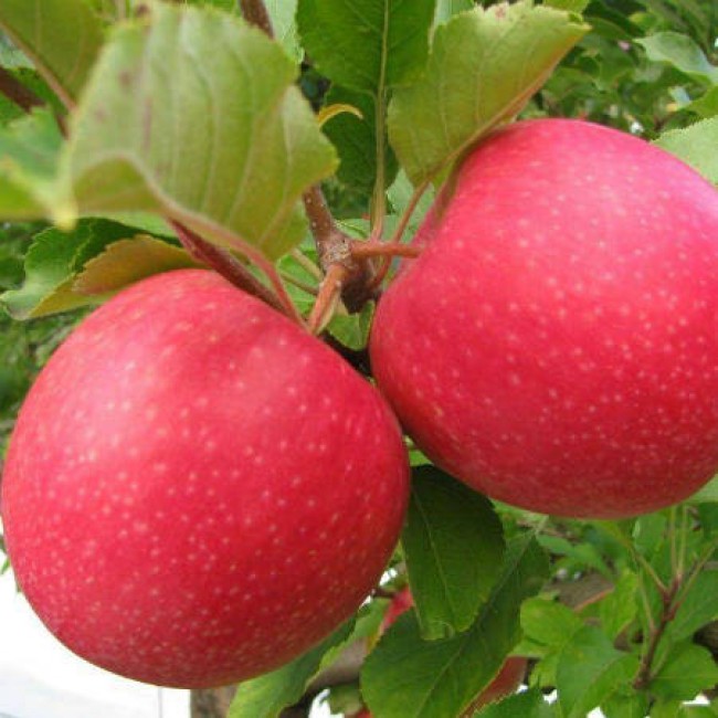 Яблоня Пинк Леди