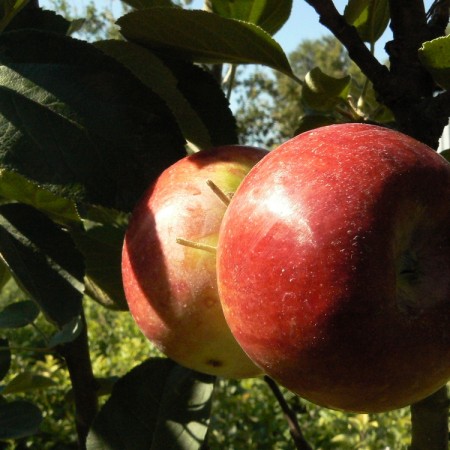 Яблоня Колонна Эквалибро