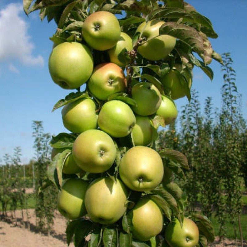 Яблоня Колонна Болеро