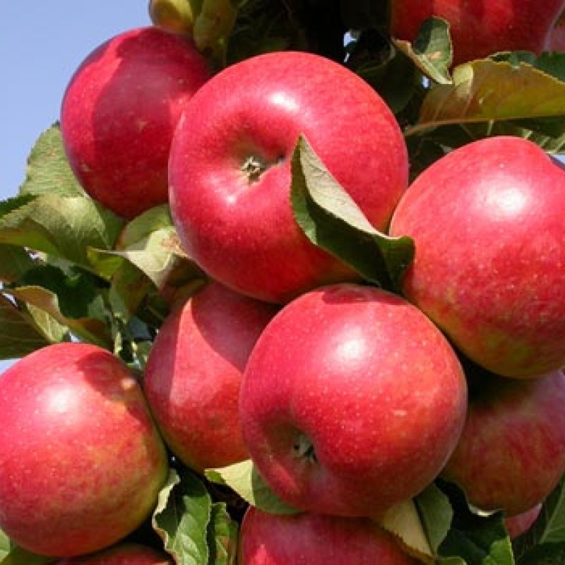 Яблоня Колонна Фламенко