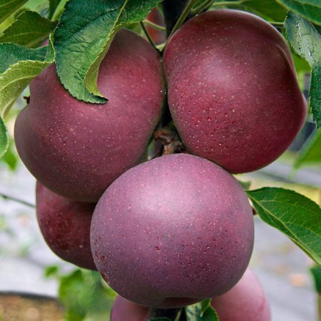 Яблоня Колонна Блю Мун