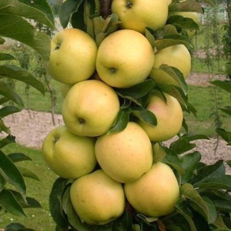 Яблоня Колонна Президент