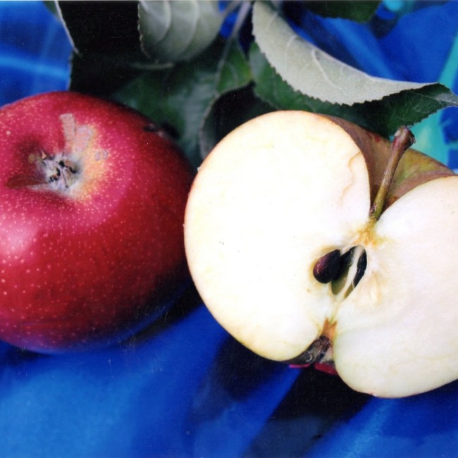 Яблоня Колонна Евгения