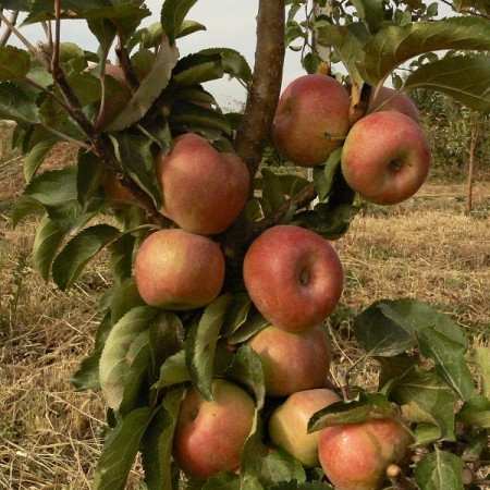 Яблоня Колонна Алатау