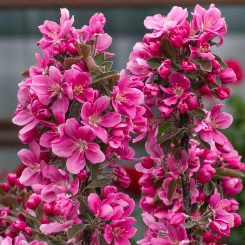 Яблоня Колонна Аполло (декоративная)